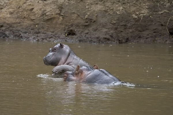 Common Hippopotamus - young calf (2-3 weeks old) playfully jumping up onto its mother