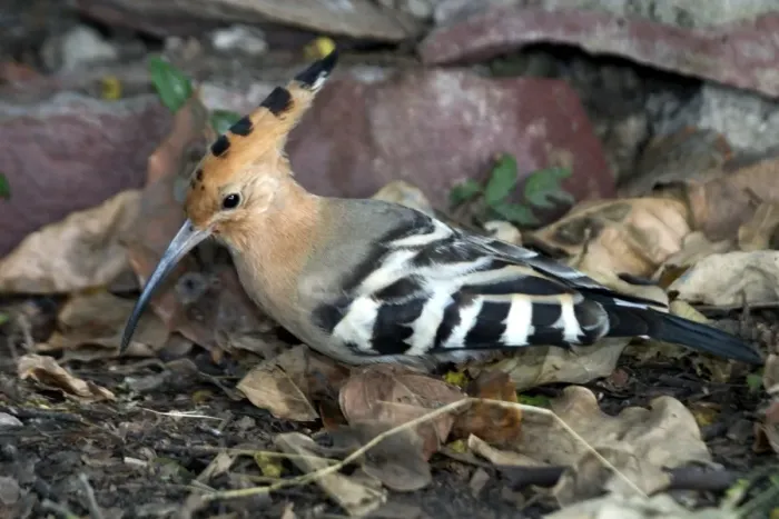Framed Print : Common Hoopoe - On ground Indian resident and winter visitor. Inhabits open country, cultivated areas and rural villages. Photographed in Keoladeo Ghana National Park, Bharaptur, India, Asia Framed Print : Common Hoopoe - On ground Indian resident and winter visitor. Inhabits open country, cultivated areas and rural villages. Photographed in Keoladeo Ghana National Park, Bharaptur, India, Asia