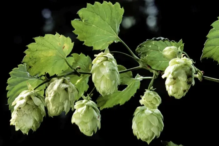 Framed Print : Common Hop harvest - Belgium Framed Print : Common Hop harvest - Belgium