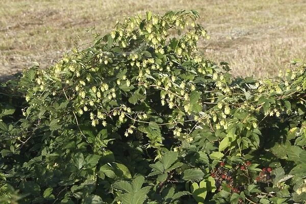 Common Hop - in hedgerow with blackberries. Alsace - France