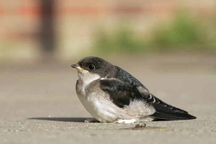 Framed Print : Common House Martin - juvenile. Husum, North Germany Framed Print : Common House Martin - juvenile. Husum, North Germany