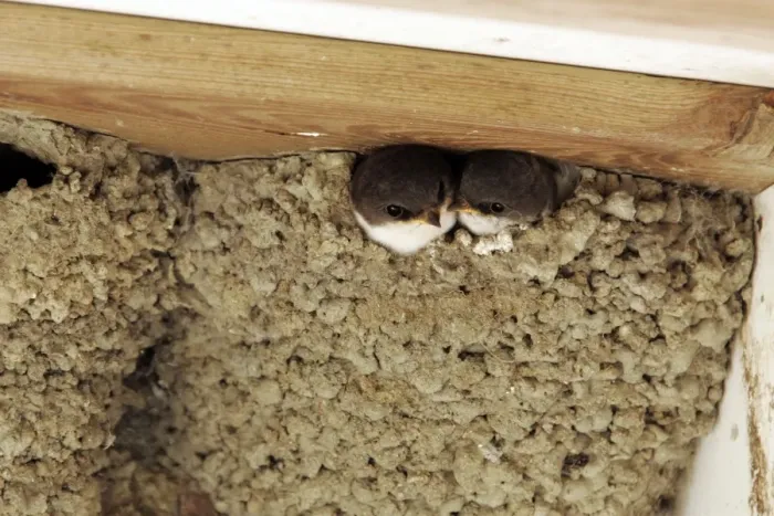 Framed Print : Common House Martin - two at nest. Husum - Germany Framed Print : Common House Martin - two at nest. Husum - Germany