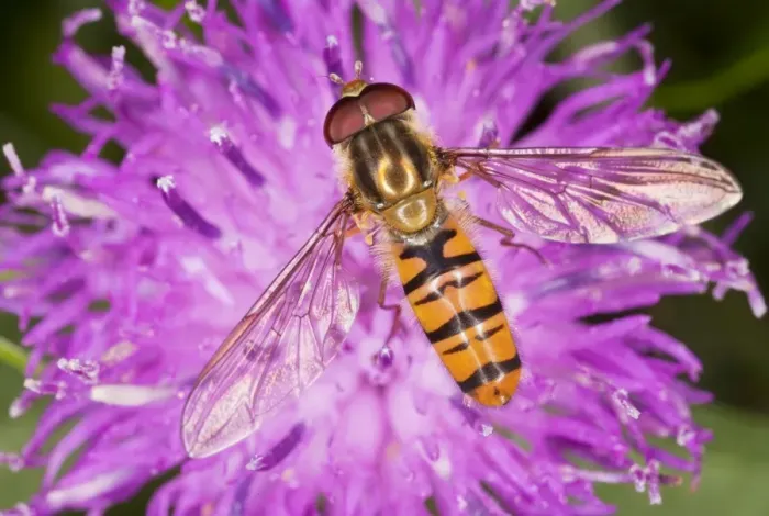 Framed Print : Common Hoverfly - on knapweed flower - Dorset Framed Print : Common Hoverfly - on knapweed flower - Dorset