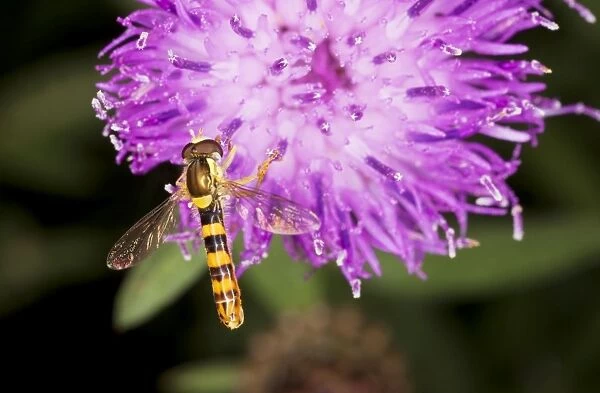Common Hoverfly - male on knapweed flower. Dorset garden