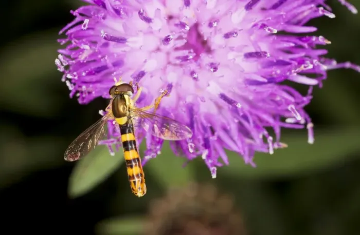 Framed Print : Common Hoverfly - male on knapweed flower. Dorset garden Framed Print : Common Hoverfly - male on knapweed flower. Dorset garden
