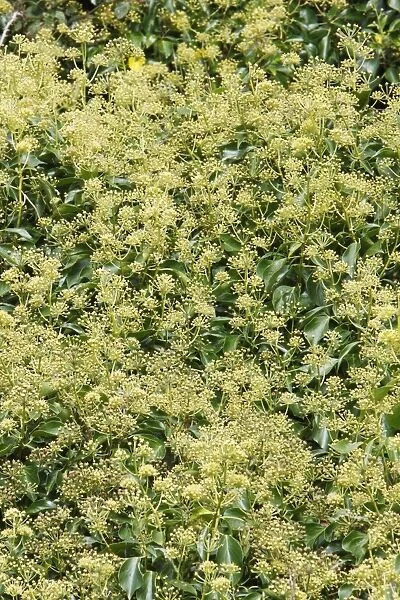 Common Ivy - plant in flower, Cornwall, England