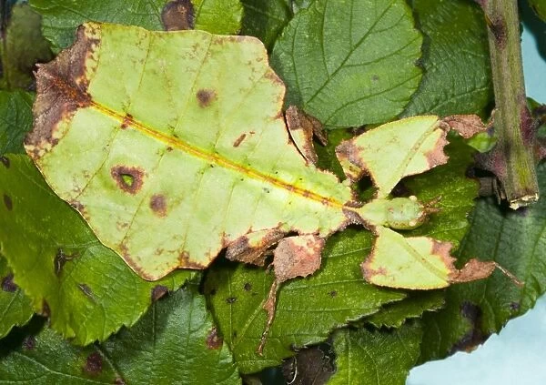 Common Javanese Leaf Insect - Superb camouflage on leaves of Bramble Native to SE Asia Location: Laboratory-bred, UK