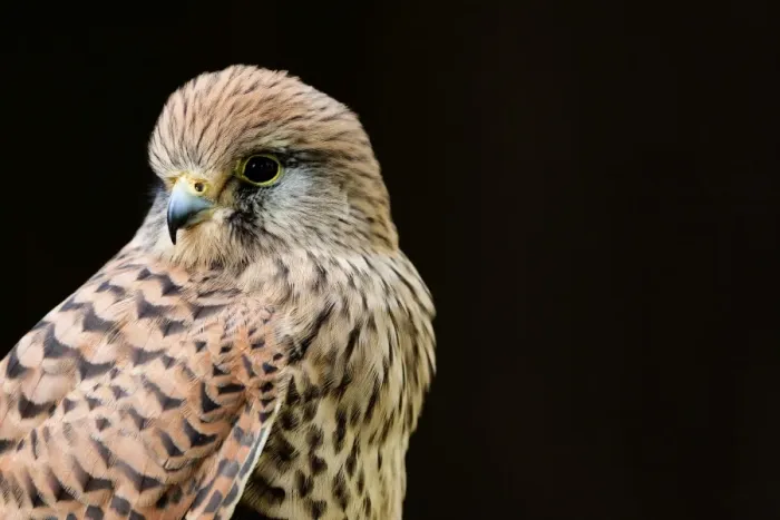 Framed Print : Common Kestrel - Close up of a female. Gloucestershire, England Framed Print : Common Kestrel - Close up of a female. Gloucestershire, England