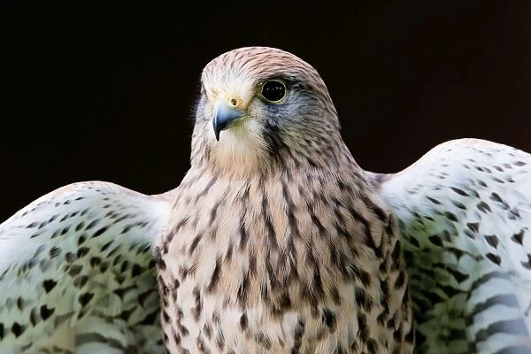 Common Kestrel - close up of a female stretching wings - Gloucestershire, England