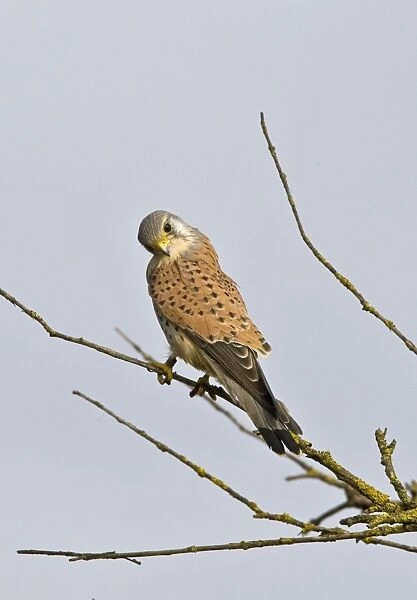 Common Kestrel - male perched on branch looking for prey - Oxon - UK - March