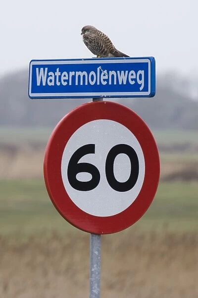Common Kestrel up traffic sign - Texel - island - Netherlands