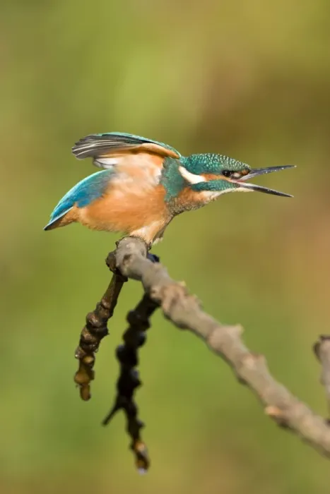 Framed Print : Common Kingfisher Framed Print : Common Kingfisher