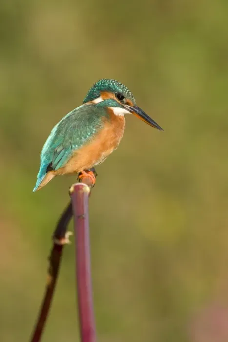 Framed Print : Common Kingfisher Framed Print : Common Kingfisher