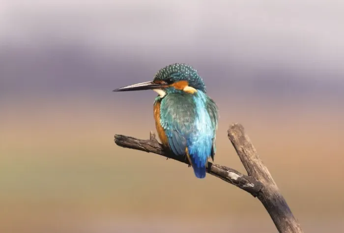 Framed Print : Common Kingfisher, On perch. Keoladeo National Park, India Framed Print : Common Kingfisher, On perch. Keoladeo National Park, India