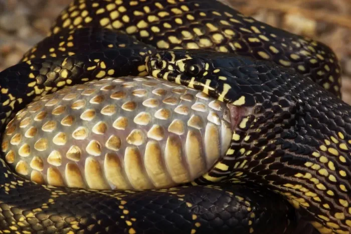 Framed Print : Common Kingsnake (Lampropeltus getula) eating Mohave Rattlesnake (Crotalus scutulatus) - Close-up - Arizona - USA Framed Print : Common Kingsnake (Lampropeltus getula) eating Mohave Rattlesnake (Crotalus scutulatus) - Close-up - Arizona - USA