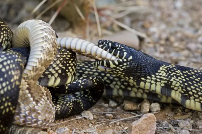 Framed Print : Common Kingsnake (Lampropeltus getula) eating Mohave Rattlesnake (Crotalus scutulatus) - Arizona - USA Framed Print : Common Kingsnake (Lampropeltus getula) eating Mohave Rattlesnake (Crotalus scutulatus) - Arizona - USA