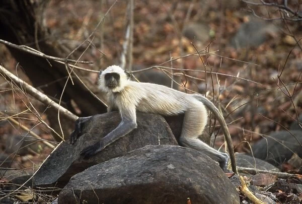 Common Lamgur Monkey Panna National Park India