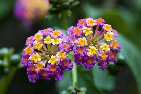 Common Lantana  /  Bird's Brandy  /  Tickberry flowers. Native of Central and South America, cultivated as ornamental and hedging plant. Poisonous to cattle. Fruits eaten by birds and monkeys