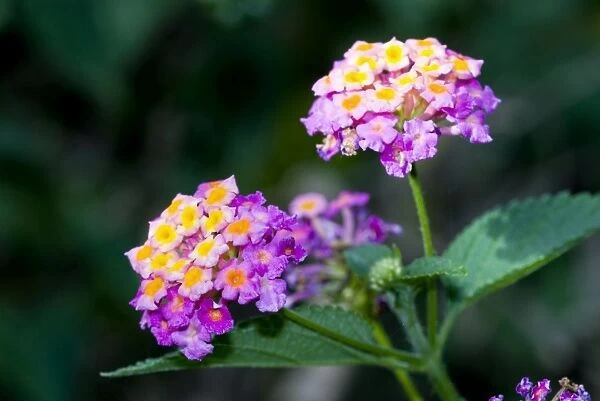 Common Lantana  /  Bird's Brandy  /  Tickberry flowers. Native of Central and South America, cultivated as ornamental and hedging plant. Poisonous to cattle. Fruits eaten by birds and monkeys