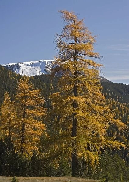 Common Larches in autumn, in the Swiss National Park, just west of Zernez. Switzerland