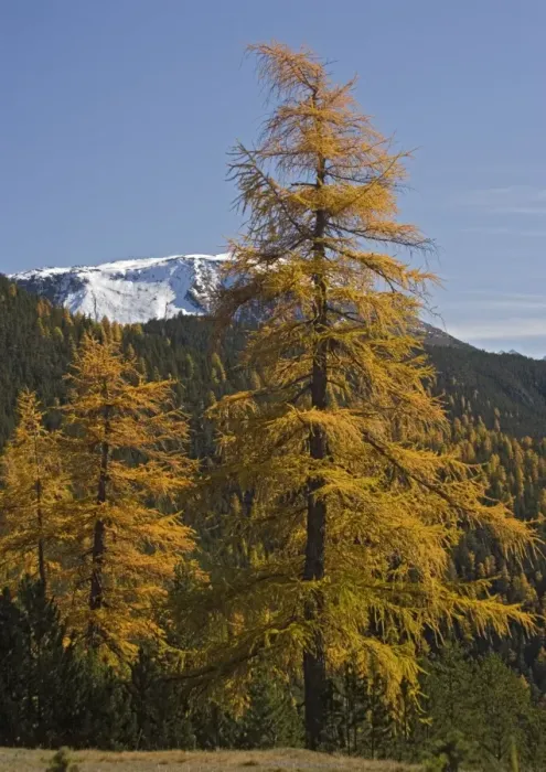 Framed Print : Common Larches in autumn, in the Swiss National Park, just west of Zernez. Switzerland Framed Print : Common Larches in autumn, in the Swiss National Park, just west of Zernez. Switzerland