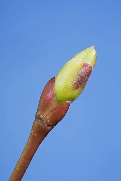 Common lime bud and leaf