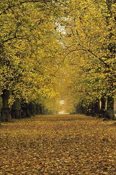 Common LIme Tree - autumn Clumber Park Nottinghamshire UK