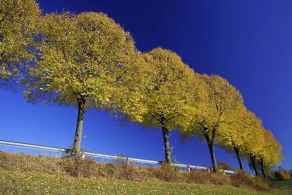 Common Lime Trees - On roadside, in autumn colour Lower Saxony, Germany
