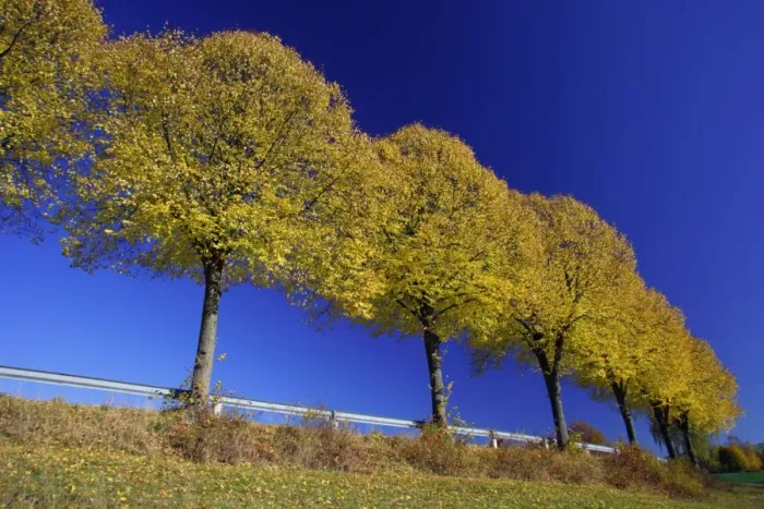 Framed Print : Common Lime Trees - On roadside, in autumn colour Lower Saxony, Germany Framed Print : Common Lime Trees - On roadside, in autumn colour Lower Saxony, Germany