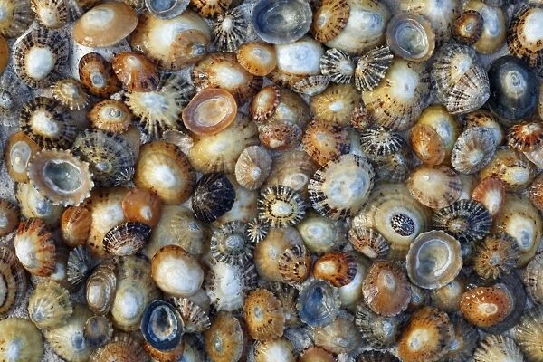 Common Limpet Shells - on coast at Bamburgh, Northumberland, England