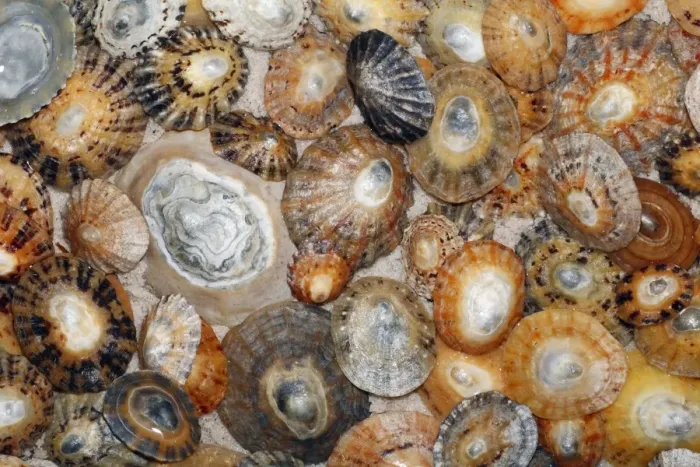 Framed Print : Common Limpet Shells - on coast at Bamburgh, Northumberland, England Framed Print : Common Limpet Shells - on coast at Bamburgh, Northumberland, England