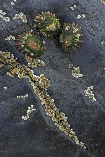 Common Limpets and Common Rock Barnacles (Balanus balanoides) - on seashore rock, Northumberland, England