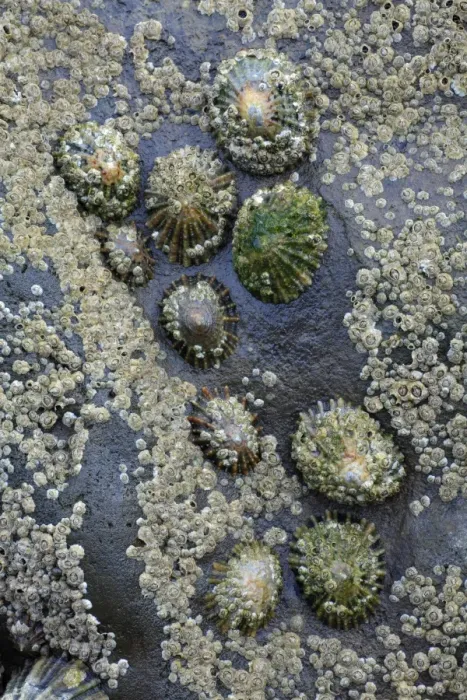 Framed Print : Common Limpets and Common Rock Barnacles (Balanus balanoides) - on seashore rock, Northumberland, England Framed Print : Common Limpets and Common Rock Barnacles (Balanus balanoides) - on seashore rock, Northumberland, England