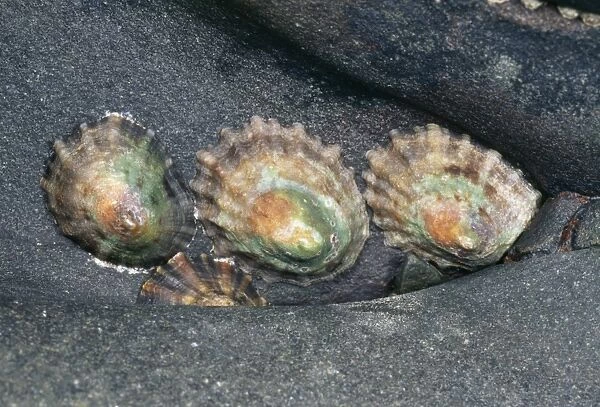 Common Limpets In seashore rock crevice, UK