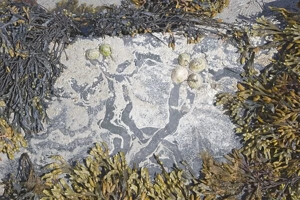Common Limpets - showing feeding paths on rocks at low tide - Barray - Orkney IN000910