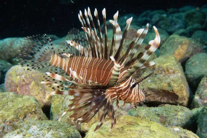 Framed Print : Common Lionfish - widespread in tropical waters Fam: Scorpaenidae Rocky Reef, Solitary Island, New South Wales, Australia Framed Print : Common Lionfish - widespread in tropical waters Fam: Scorpaenidae Rocky Reef, Solitary Island, New South Wales, Australia