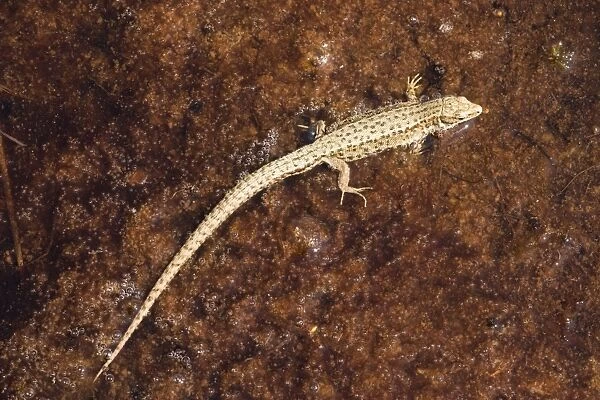 A common lizard (Lacerta vivipara) resting on a bog surface, Dorset