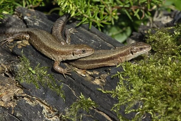 Common Lizard - pair basking in the sun, in garden, Lower Saxony, Germany