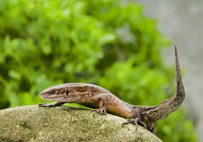 Framed Print : Common Lizard – side view UK Framed Print : Common Lizard – side view UK