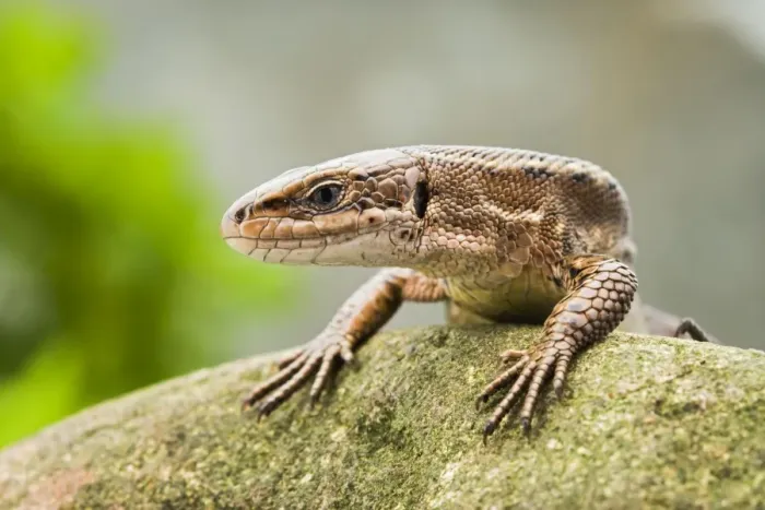 Framed Print : Common Lizard – front view UK Framed Print : Common Lizard – front view UK