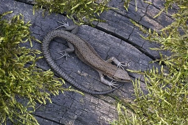 Common Lizard - young animal, in garden, Lower Saxony, Germany
