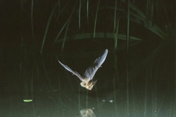 Common Long-eared  /  Brown Long-eared  /  Long-eared Bat - In flight over a pond Swiss jura, Switzerland Distribution: UK, Europe to NE China, Korea & Japan