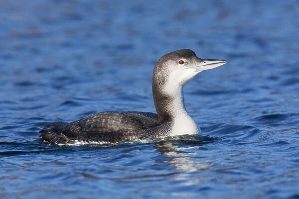 Common Loon  /  Great Northern Diver - winter plumage. Rhode Island - USA - in February