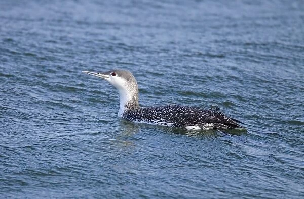 Common Loon  /  Great Northern Diver - winter plumage. February at Barnegat Light, NJ, USA