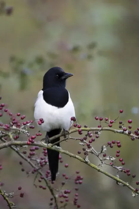 Framed Print : Common Magpie Perched in hawthorn Cleveland, UK Framed Print : Common Magpie Perched in hawthorn Cleveland, UK
