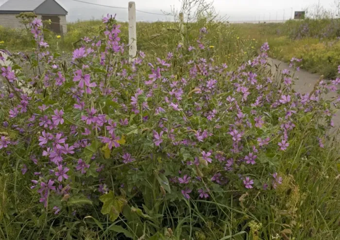 Framed Print : Common Mallow Framed Print : Common Mallow