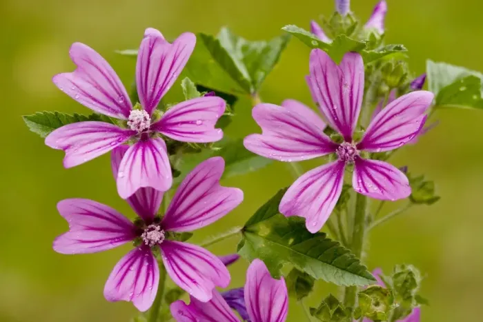 Framed Print : Common Mallow (Malva sylvestris) in flower. Common wild plant, also grown in gardens. Dorset Framed Print : Common Mallow (Malva sylvestris) in flower. Common wild plant, also grown in gardens. Dorset
