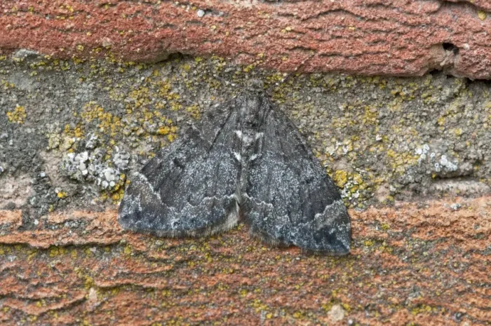 Framed Print : Common Marbled Carpet - resting on wall - Lincolnshire - England Framed Print : Common Marbled Carpet - resting on wall - Lincolnshire - England