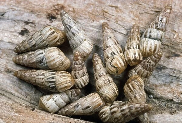 Common Maritime Snails - on driftwood - UK
