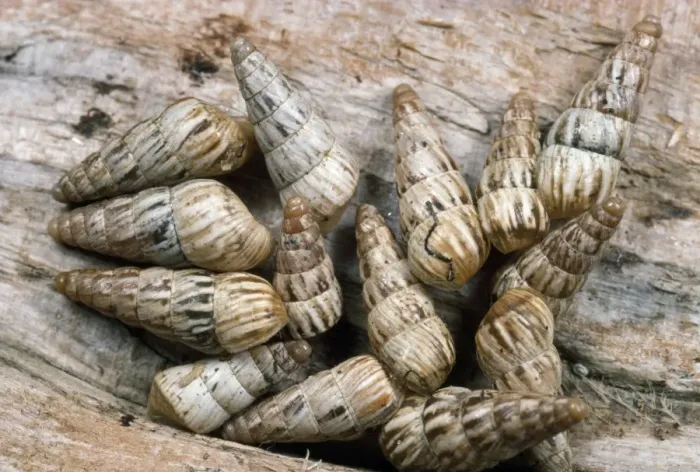 Framed Print : Common Maritime Snails - on driftwood - UK Framed Print : Common Maritime Snails - on driftwood - UK